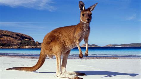 KANGAROO .